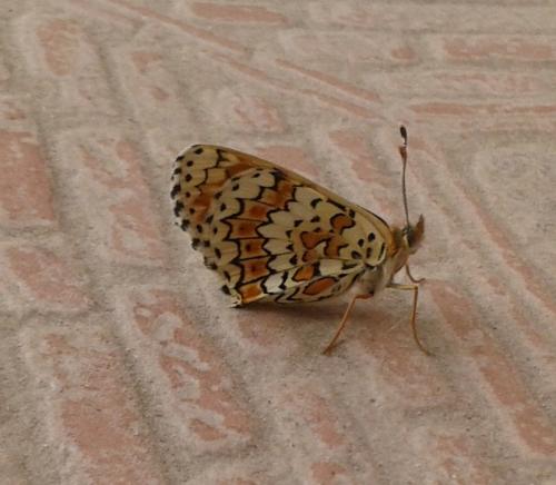 Réf. 184 423 : Melitaea cinxia